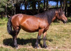 Cheval_du_Vercors_de_Barraquand_Wikicamp2021_-_03