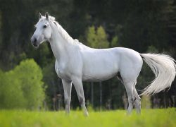 cheval-blanc